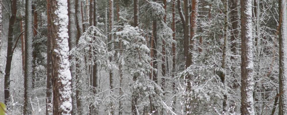 Фотография Ясеновицы