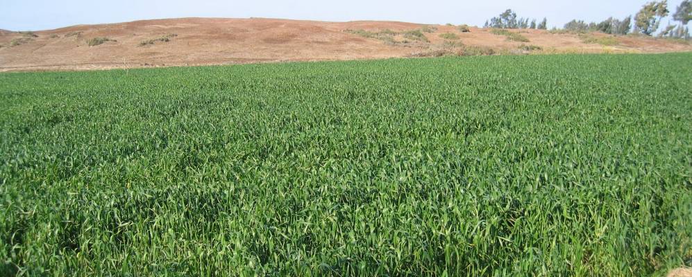 
            Фотография Сиди Салима