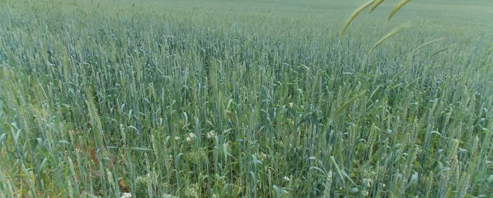 
            Фотография Жалгызагаша