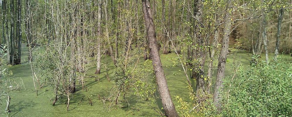 Фотография Липовки