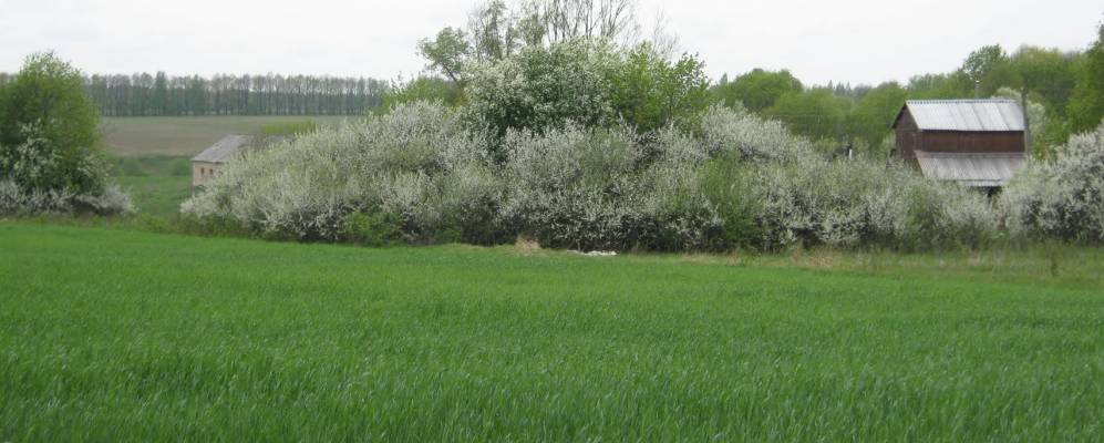 
            Фотография Подзаяцких Выселок