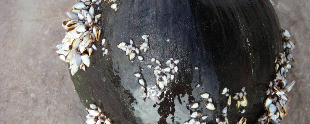 
            Фотография Кхао Тао