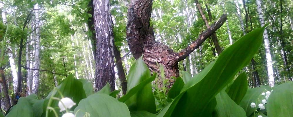 
            Фотография Новотроицкой