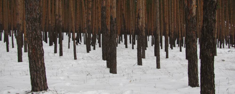 Фотография Ларинского