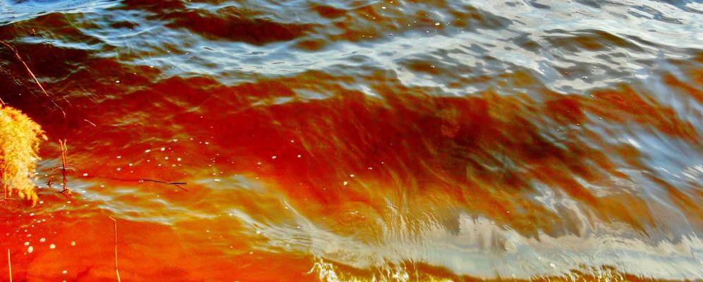 
            Фотография Тычинов