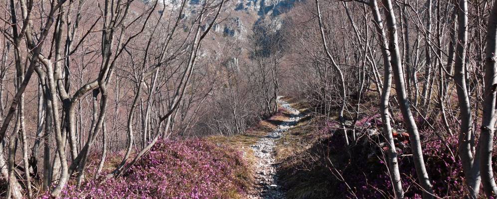 
            Фотография Кальтрано