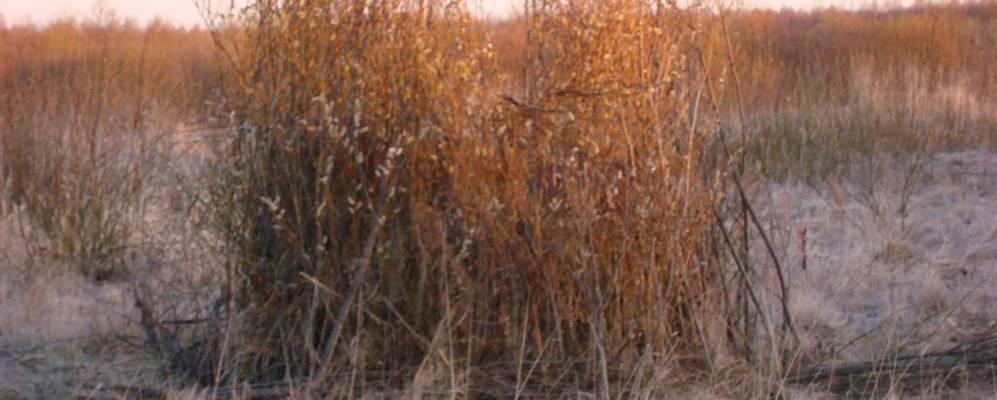 Фотография Верейницы