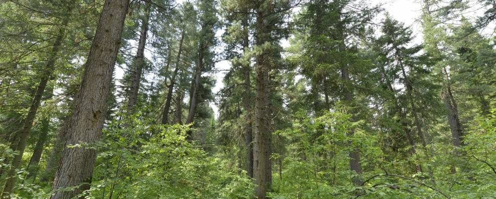 Фотография Вороново