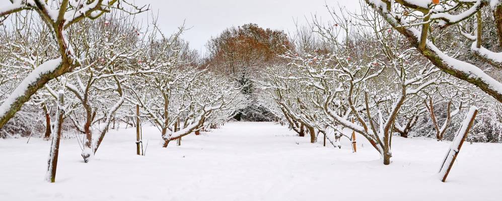 
            Фотография Шенлей