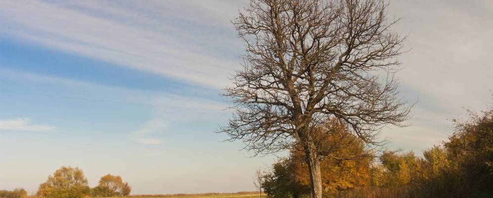 
            Фотография Александровского