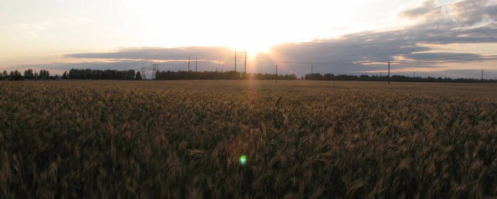 Фотография Упиревичей