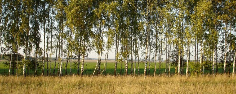 
            Фотография Горямино