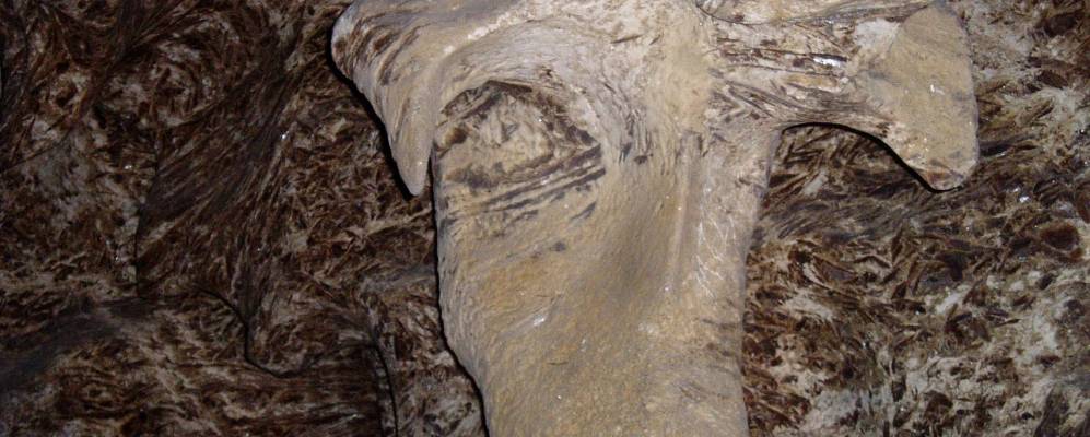 
            Фотография Кривче