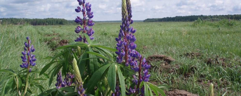 
            Фотография Замошья