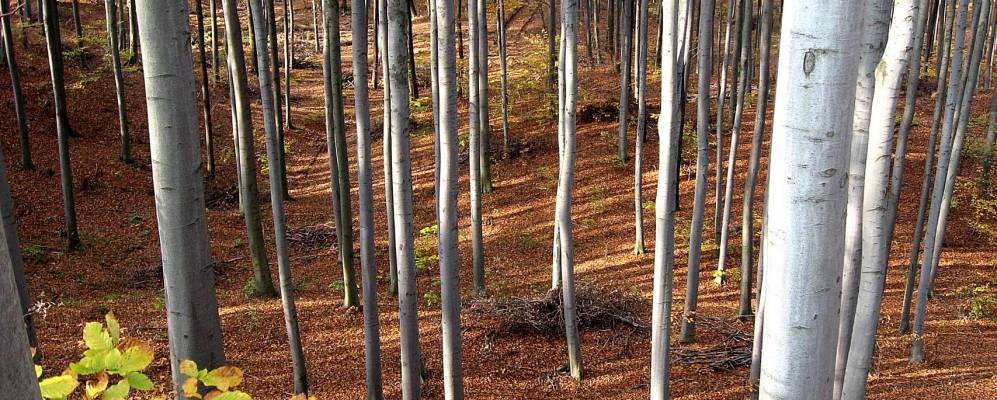 
            Фотография Бережницы