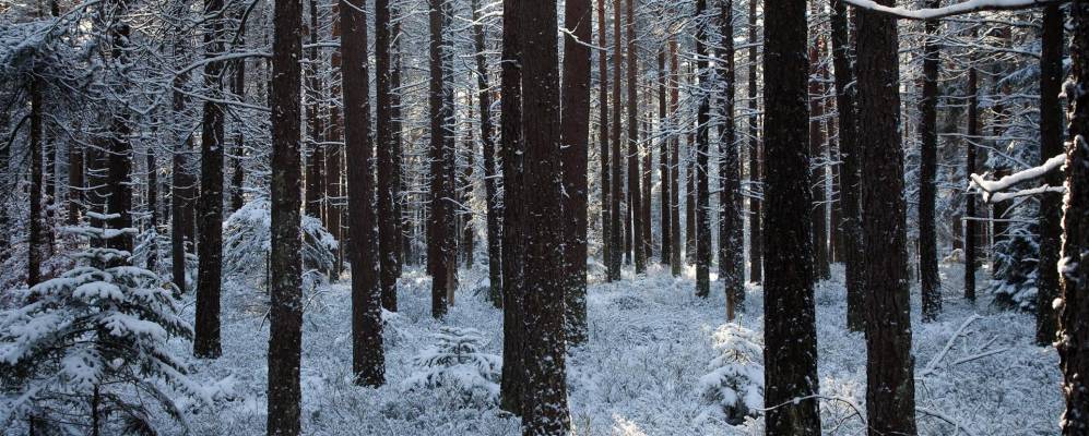 
            Фотография Нойвайлера
