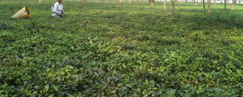 
            Фотография Такурганджа