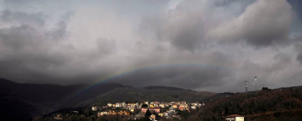 
            Фотография Платании