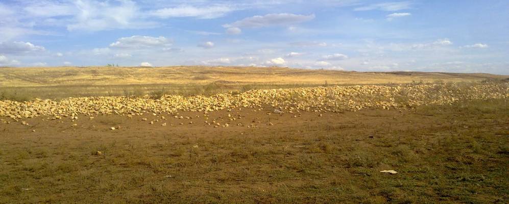 Фотография Медовки