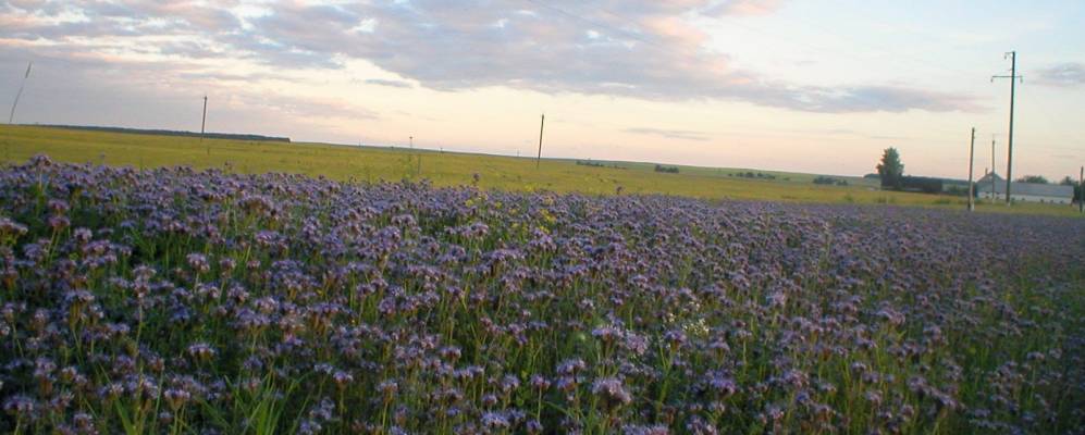 
            Фотография Копани