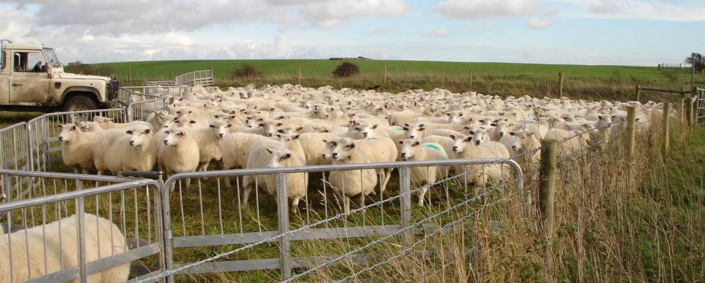 
            Фотография Сторрингтона