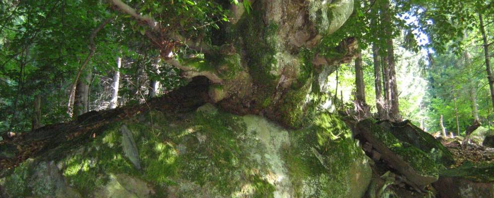 
            Фотография Кавника