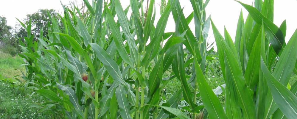 Фотография Судиевки