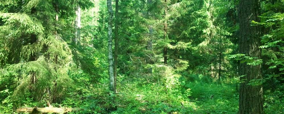 
            Фотография Баркино