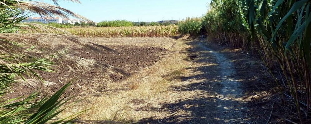 
            Фотография Виалонгы