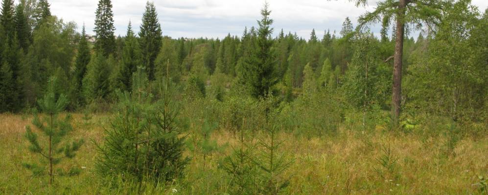 
            Фотография Шестово