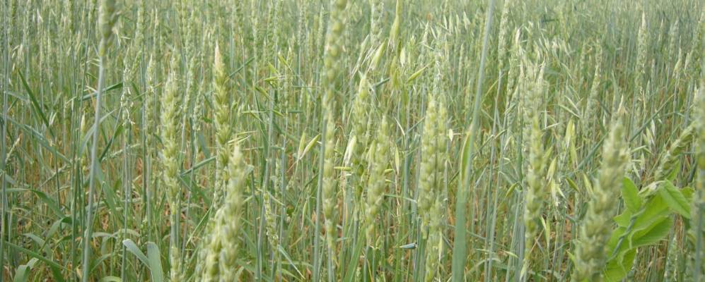 
            Фотография Станичного