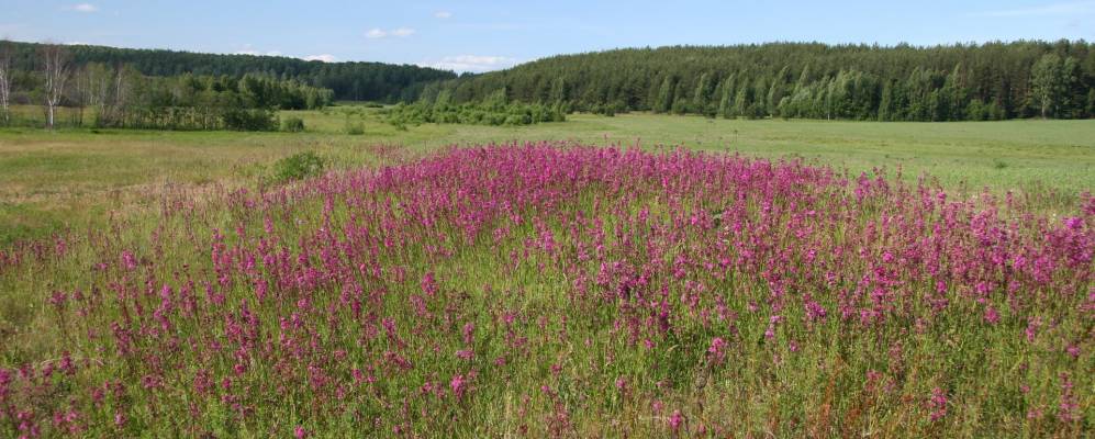 
            Фотография Васильевки