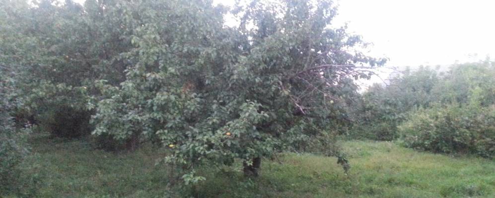 
            Фотография Керши