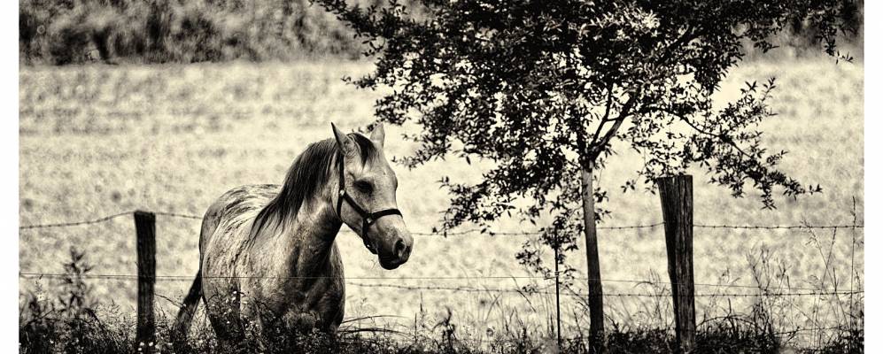 
            Фотография Аннейрона