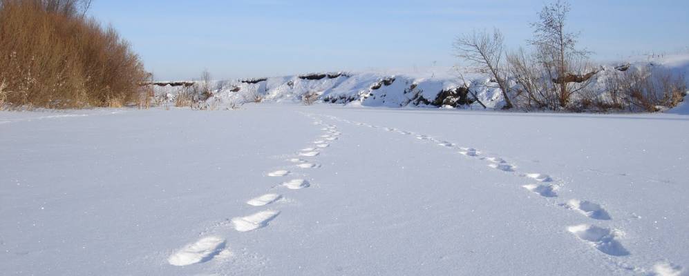 
            Фотография Красной Яблонки