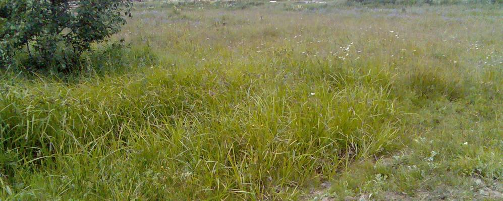 Фотография Сарышки