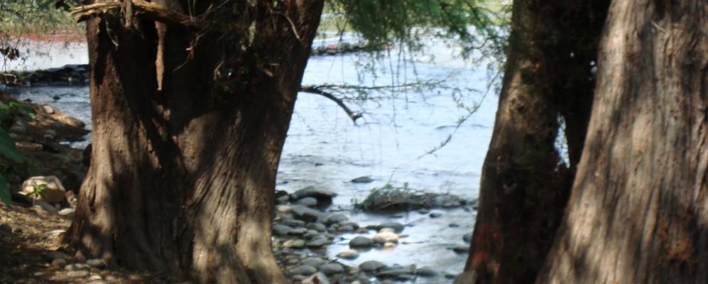 
            Фотография Амакусака