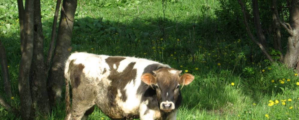 
            Фотография Старой Крапивенки