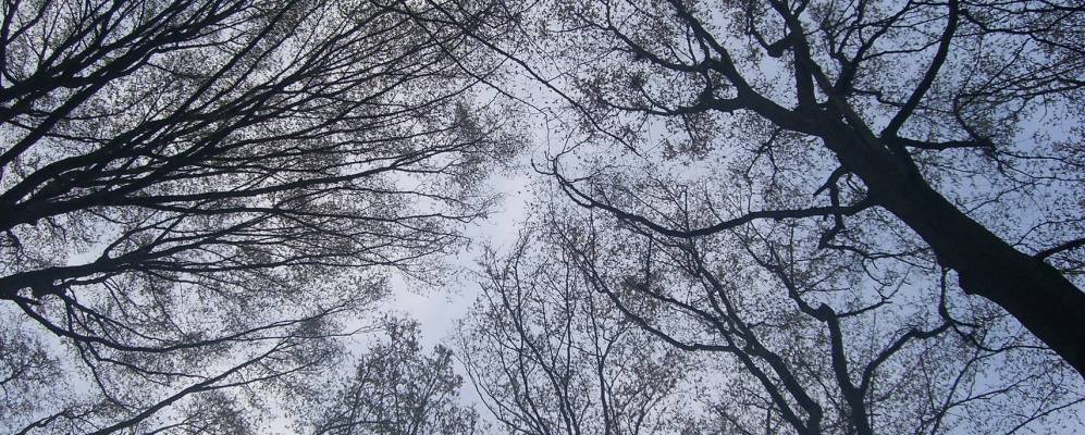 
            Фотография Бузовицы