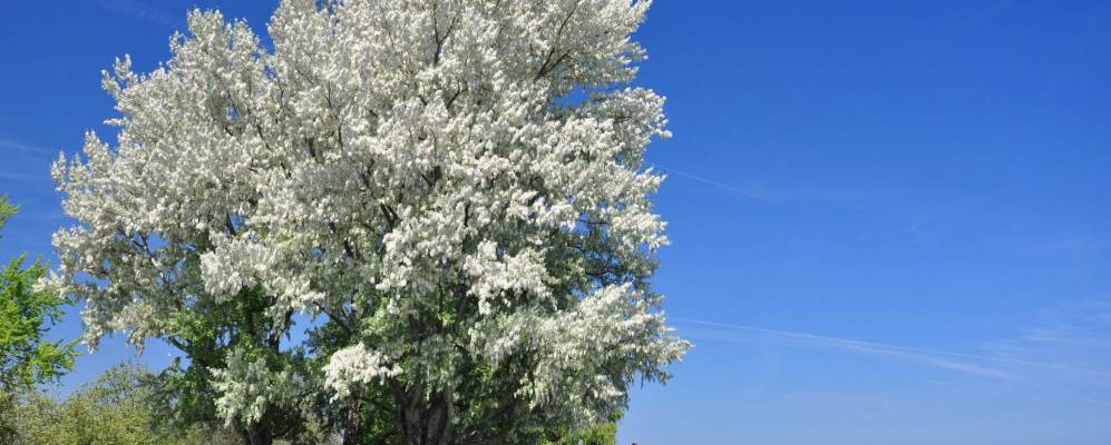 
            Фотография Арбона
