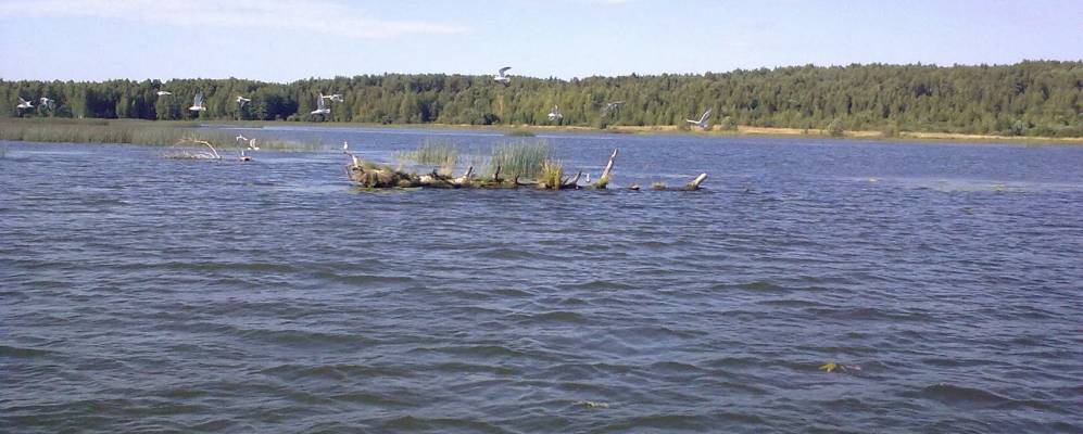 Фотография Андронихи