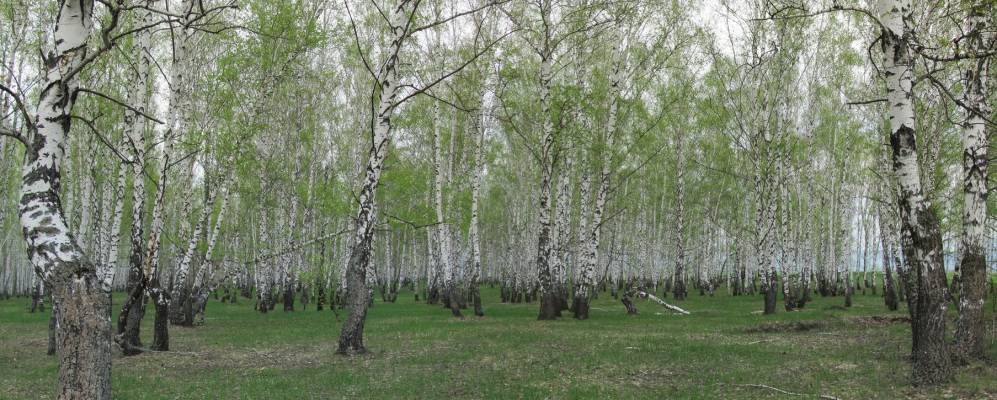 
            Фотография Больших Поселков