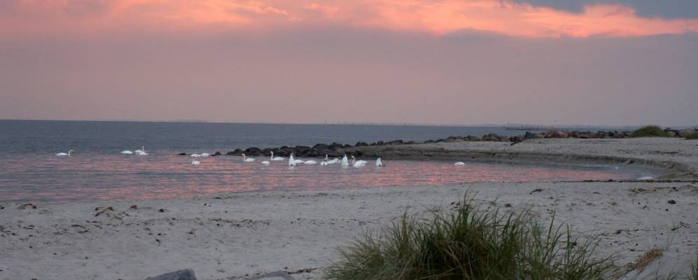 
            Фотография Тиссов