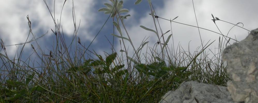 
            Фотография Лоццо Кадоре