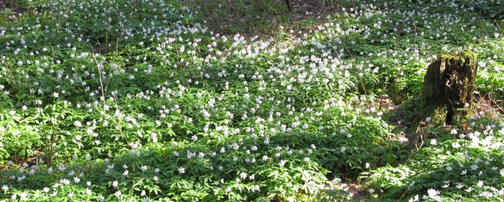 
            Фотография Рафолово