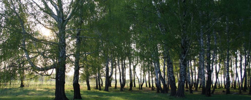 
            Фотография Поповки