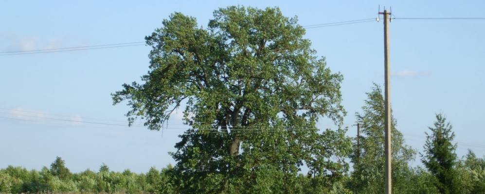 Фотография Таракузе