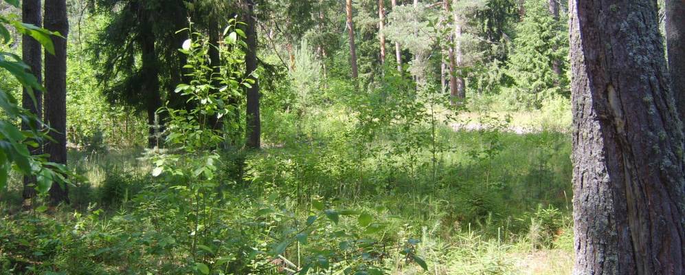 Фотография Рогожников