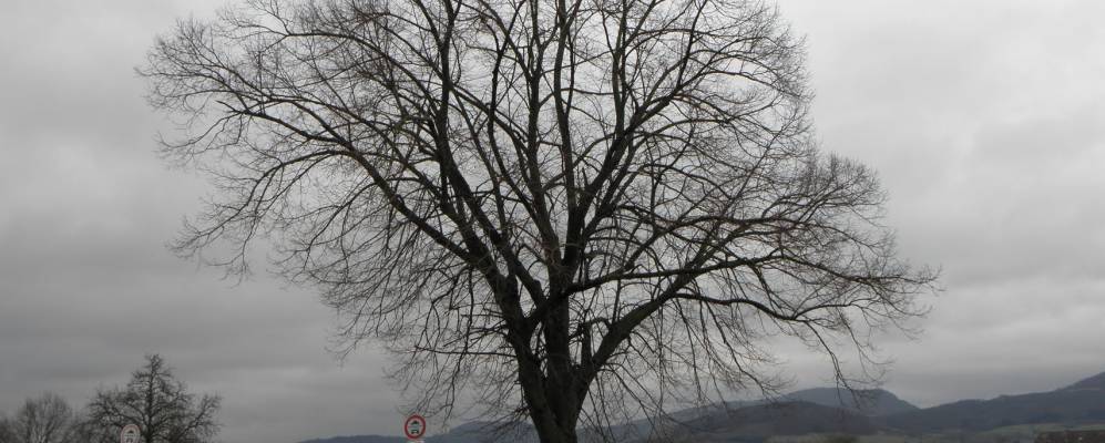 
            Фотография Хайнингена