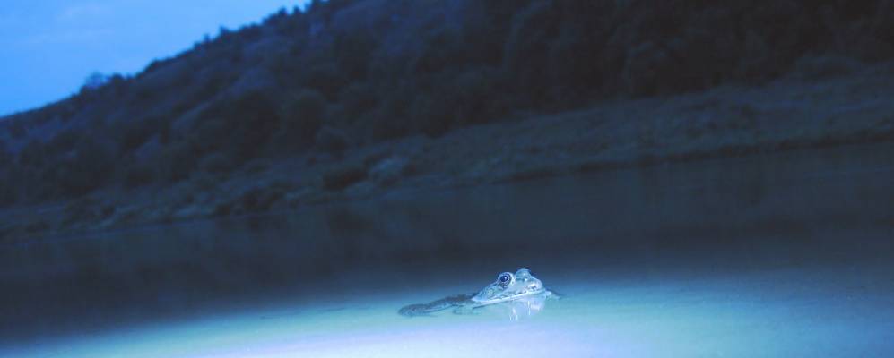 Фотография Нережи